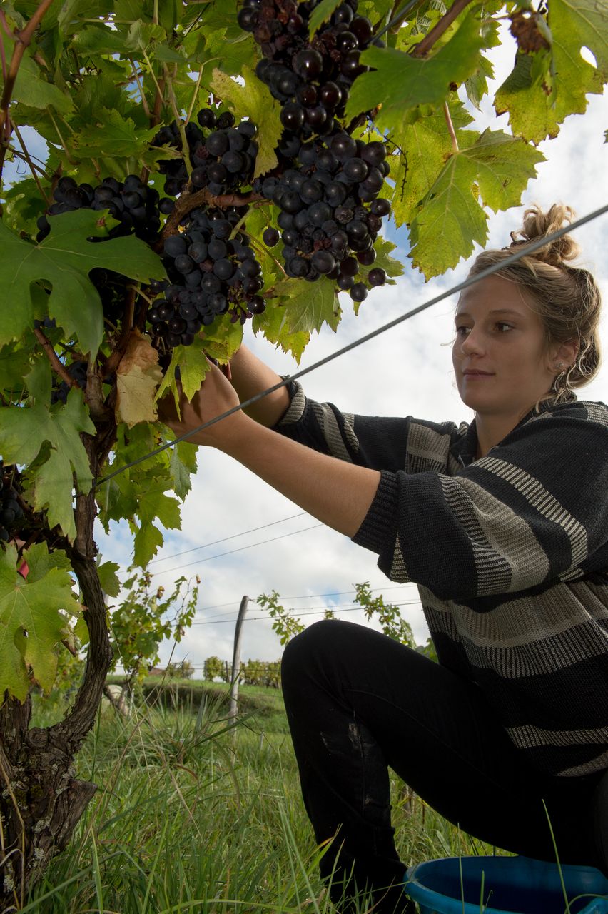 Vignoble Vendange 8684