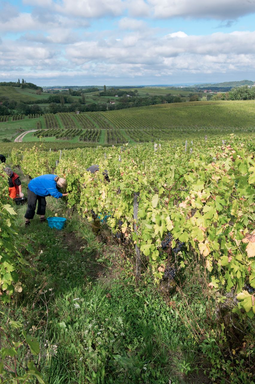 Vignoble Vendange 8746