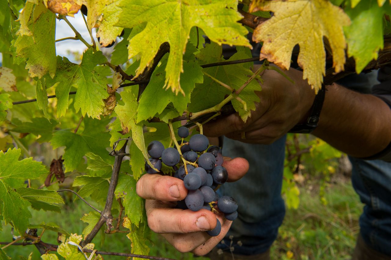 Vignoble Vendange 8804.jpg