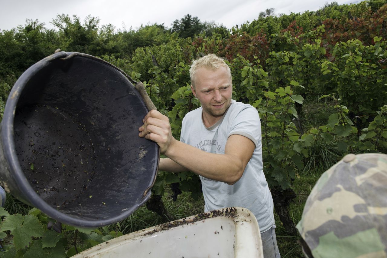 Vignoble Vendange 8906