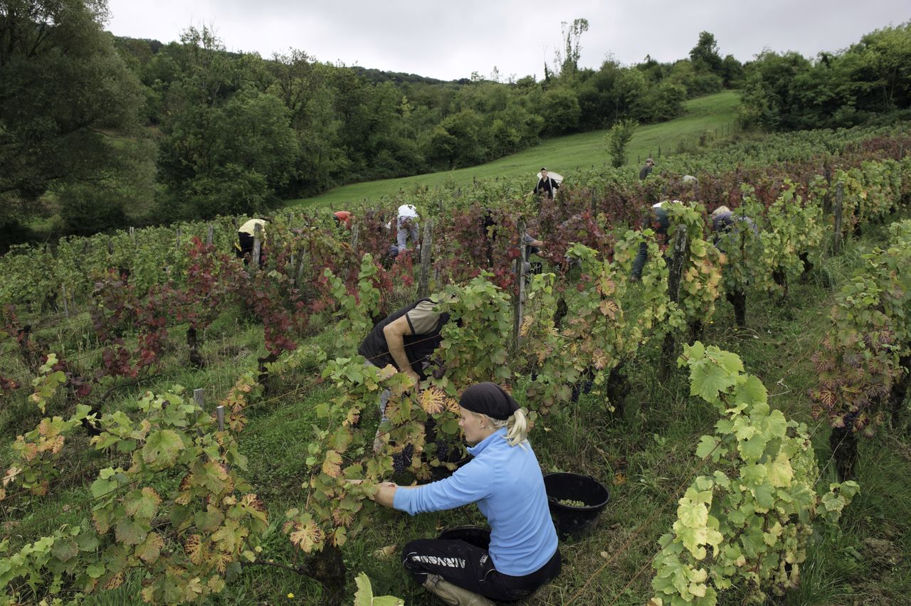 Vignoble Vendange 8921