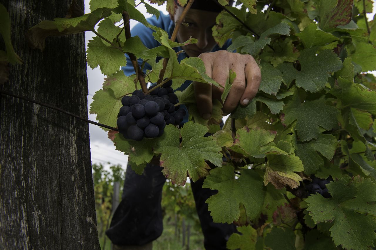 Vignoble Vendange 8944