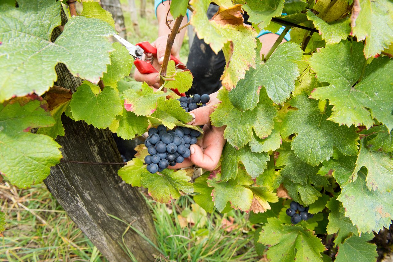 Vignoble Vendange 8948