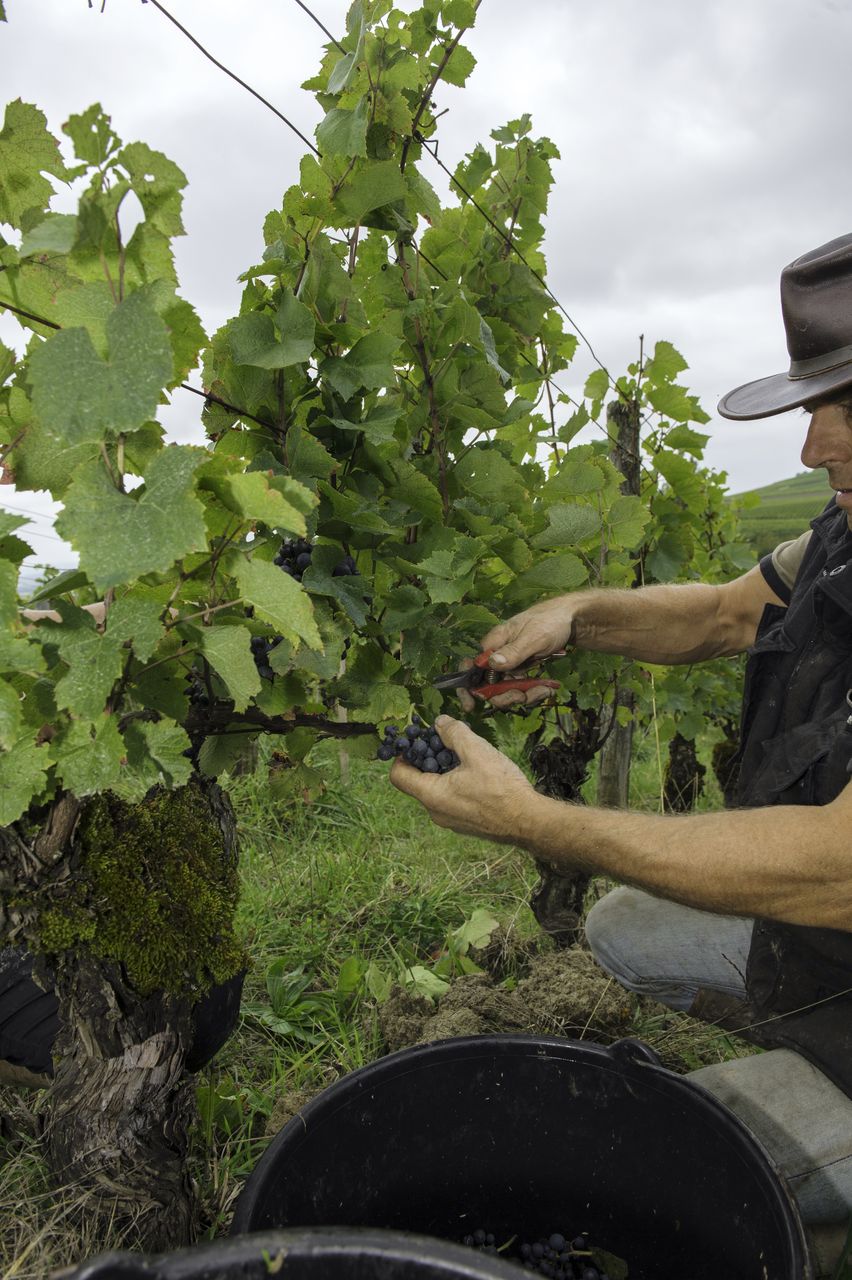 Vignoble Vendange 8970