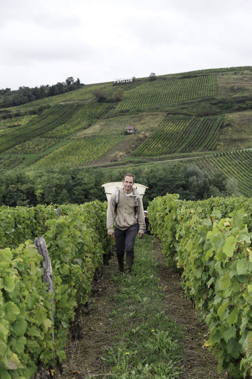 Vignoble Vendange 8979