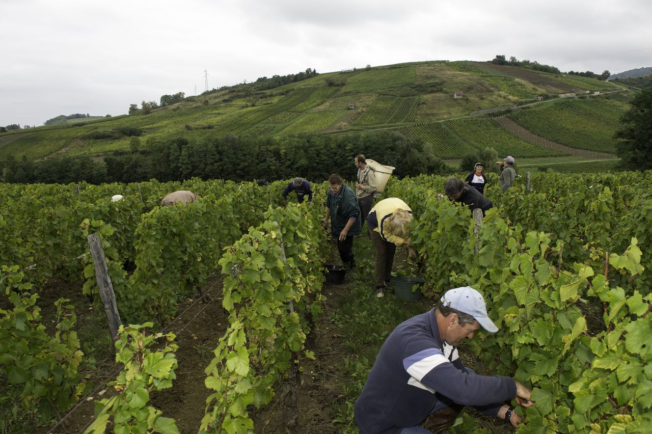 Vignoble Vendange 8984