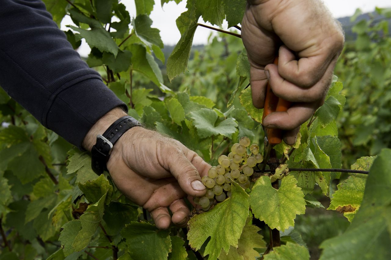 Vignoble Vendange 8990