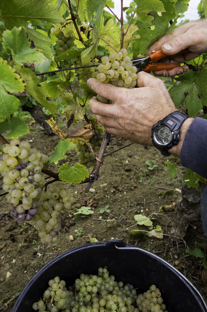 Vignoble Vendange 8995