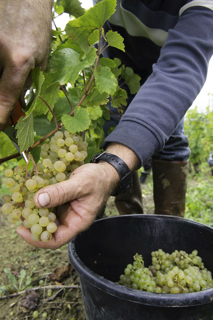 Vignoble Vendange 9003