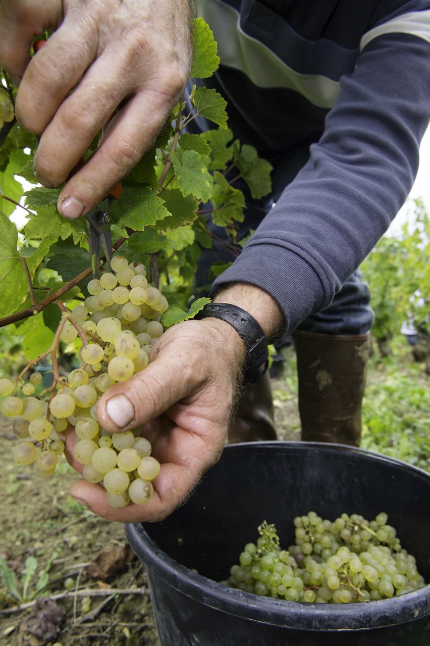 Vignoble Vendange 9008