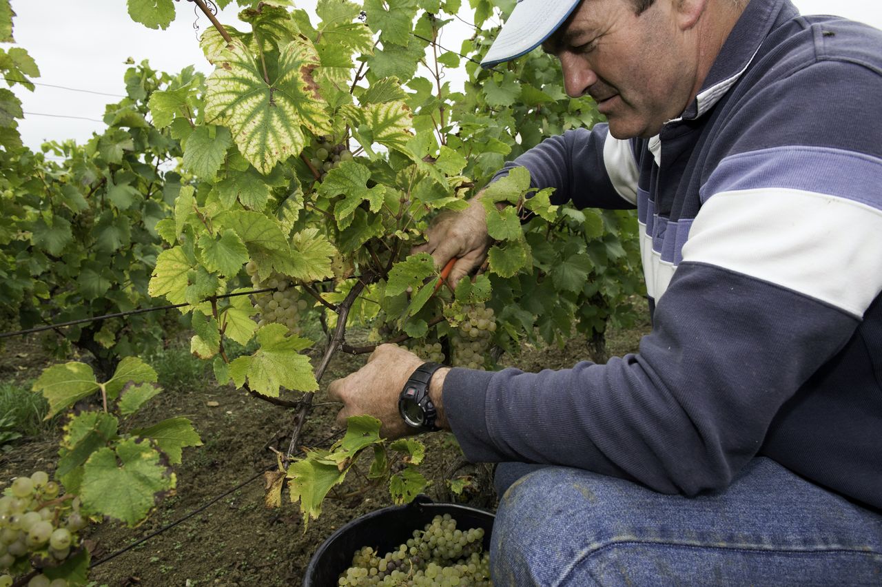 Vignoble Vendange 9019