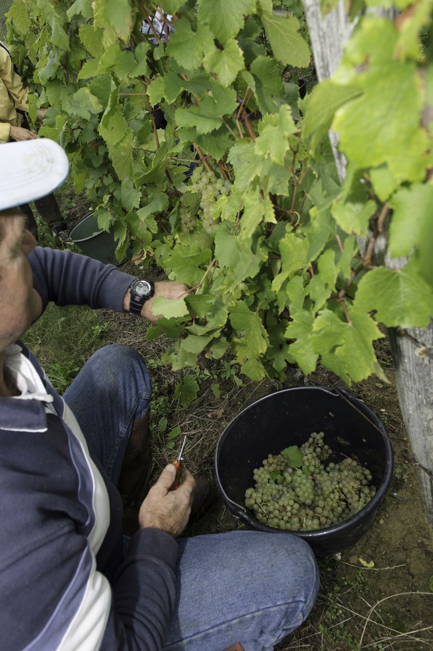 Vignoble Vendange 9024