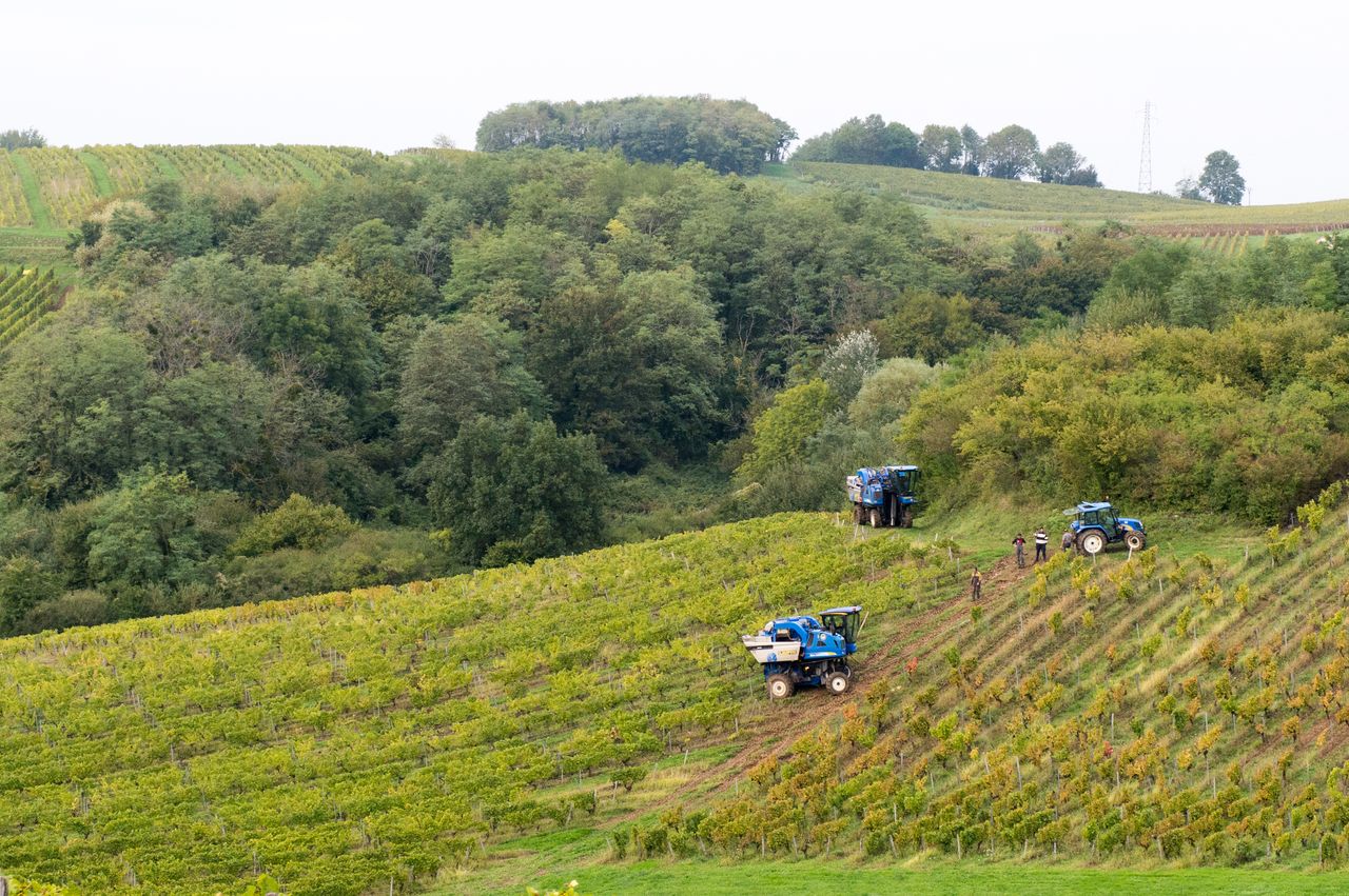 Vignoble Vendange 9044