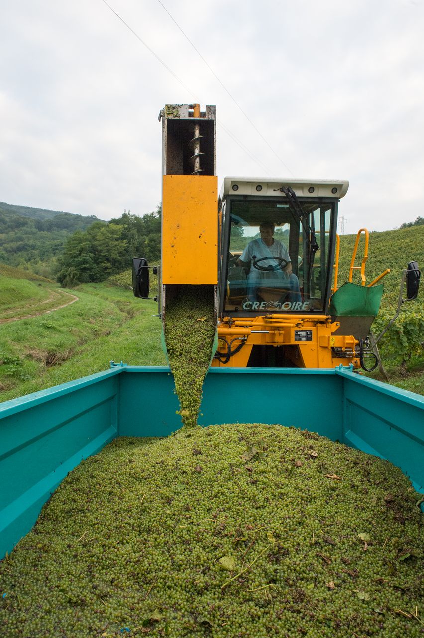 Vignoble Vendange 9058