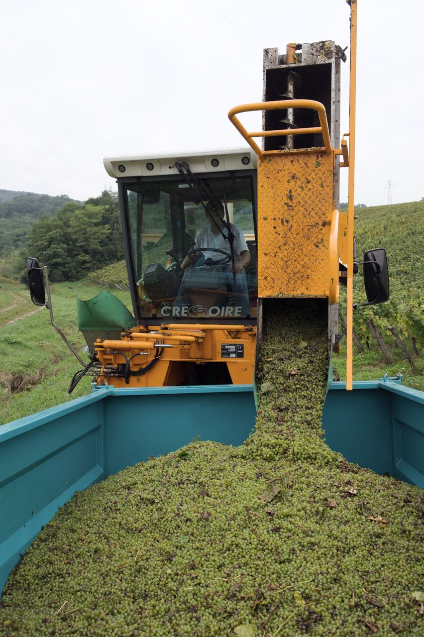 Vignoble Vendange 9077