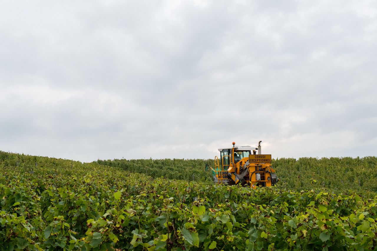 Vignoble Vendange 9086