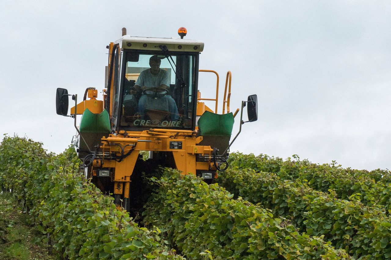 Vignoble Vendange 9089