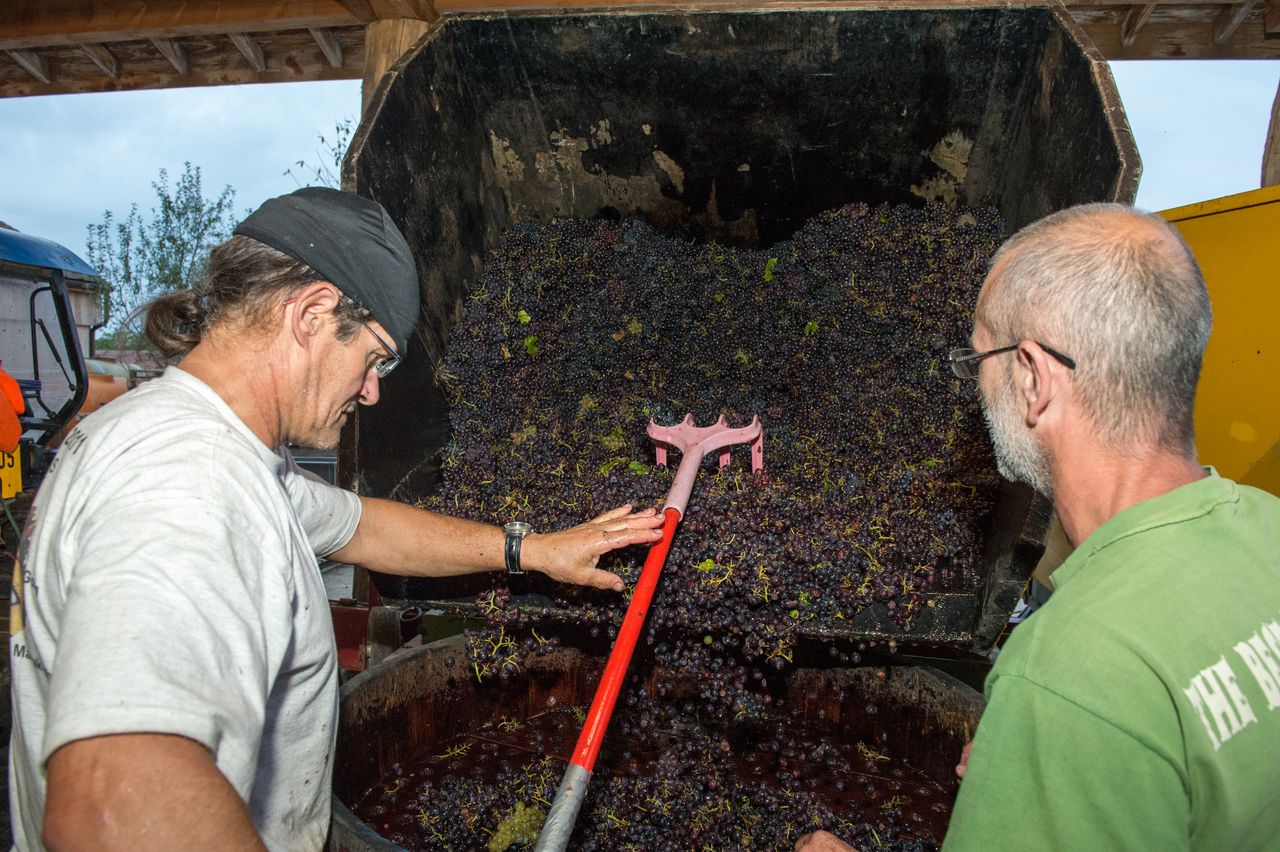 Vignoble Vendange 9100