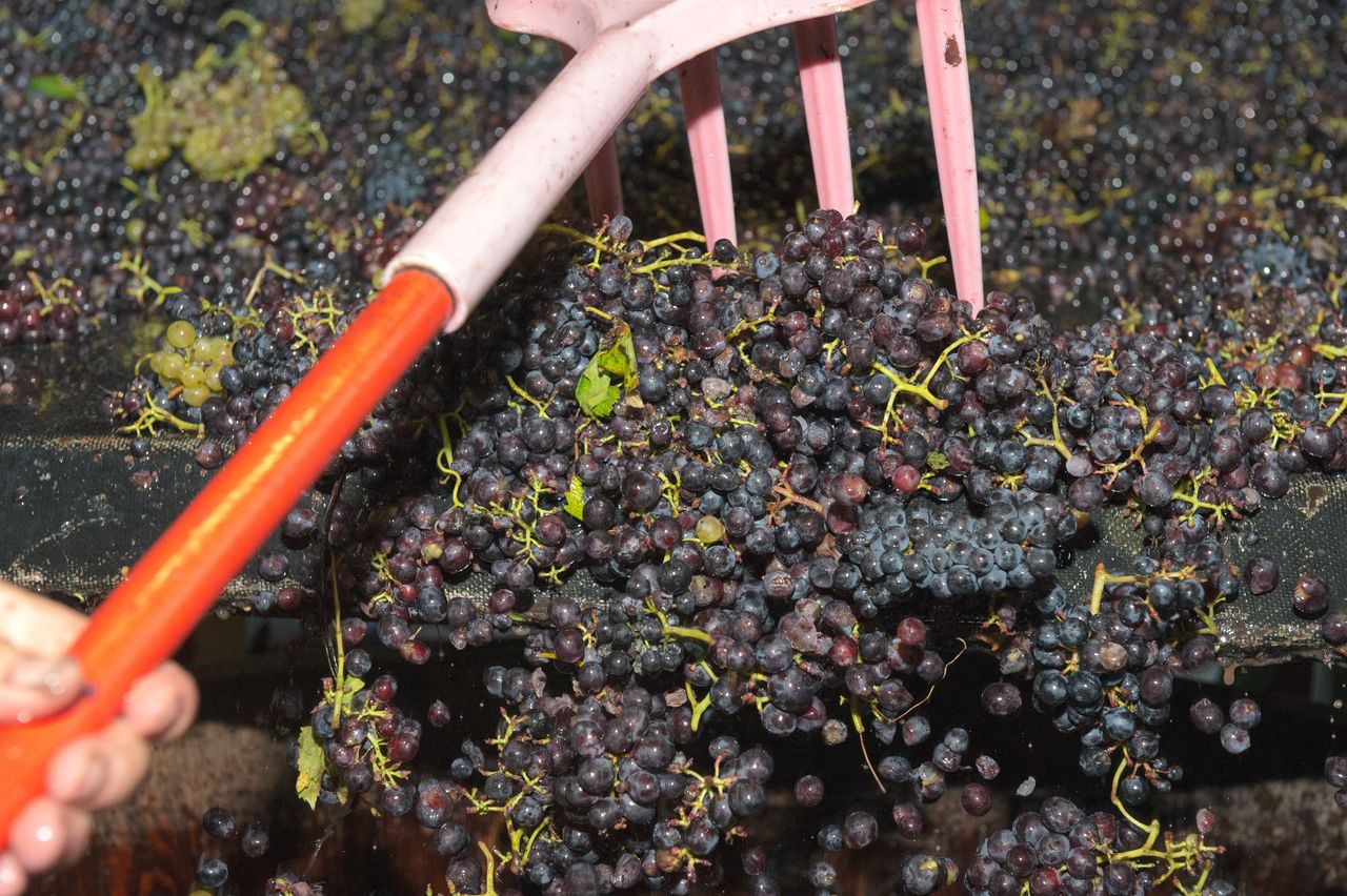 Vignoble Vendange 9102