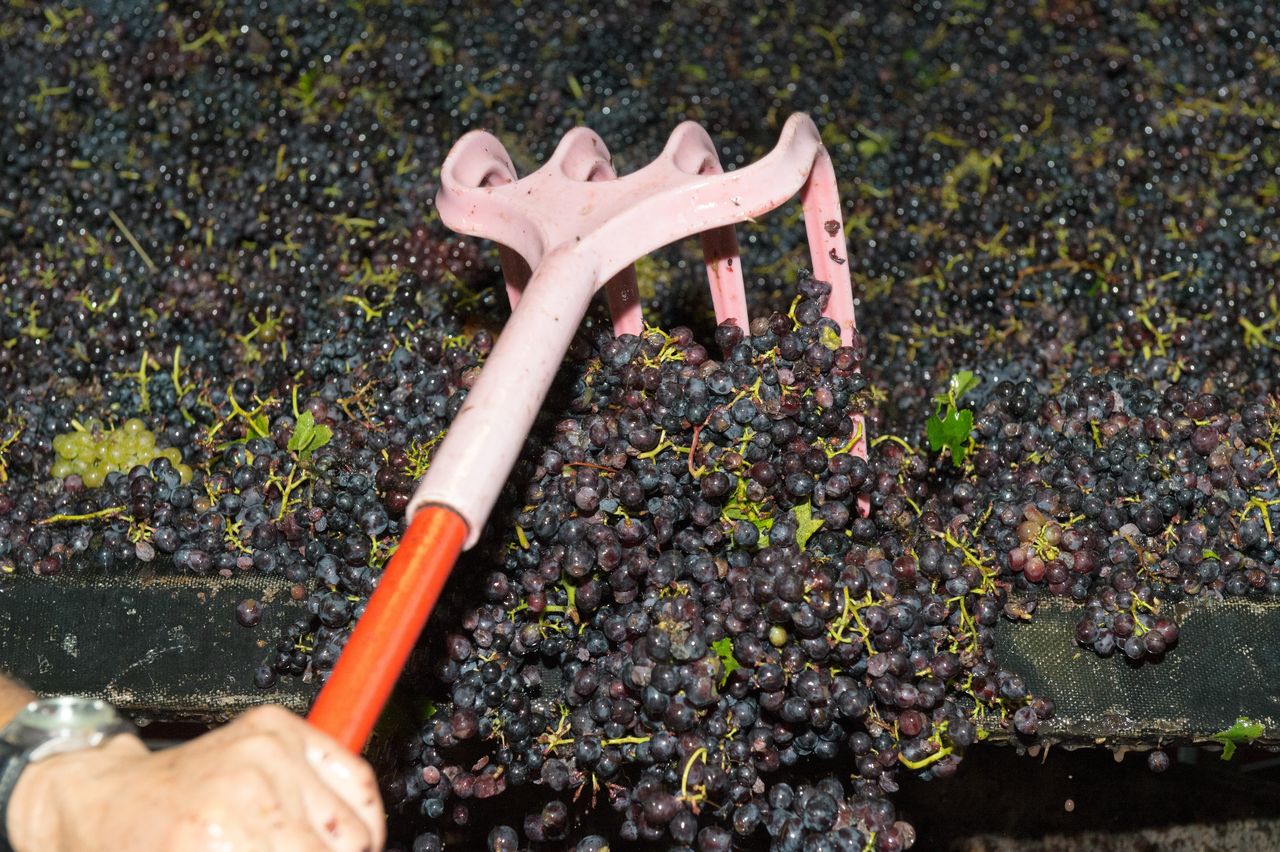 Vignoble Vendange 9123