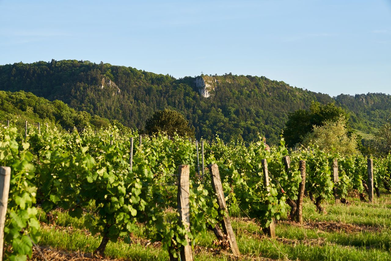Communes Poligny vue du centre de poligny avec vigne 03