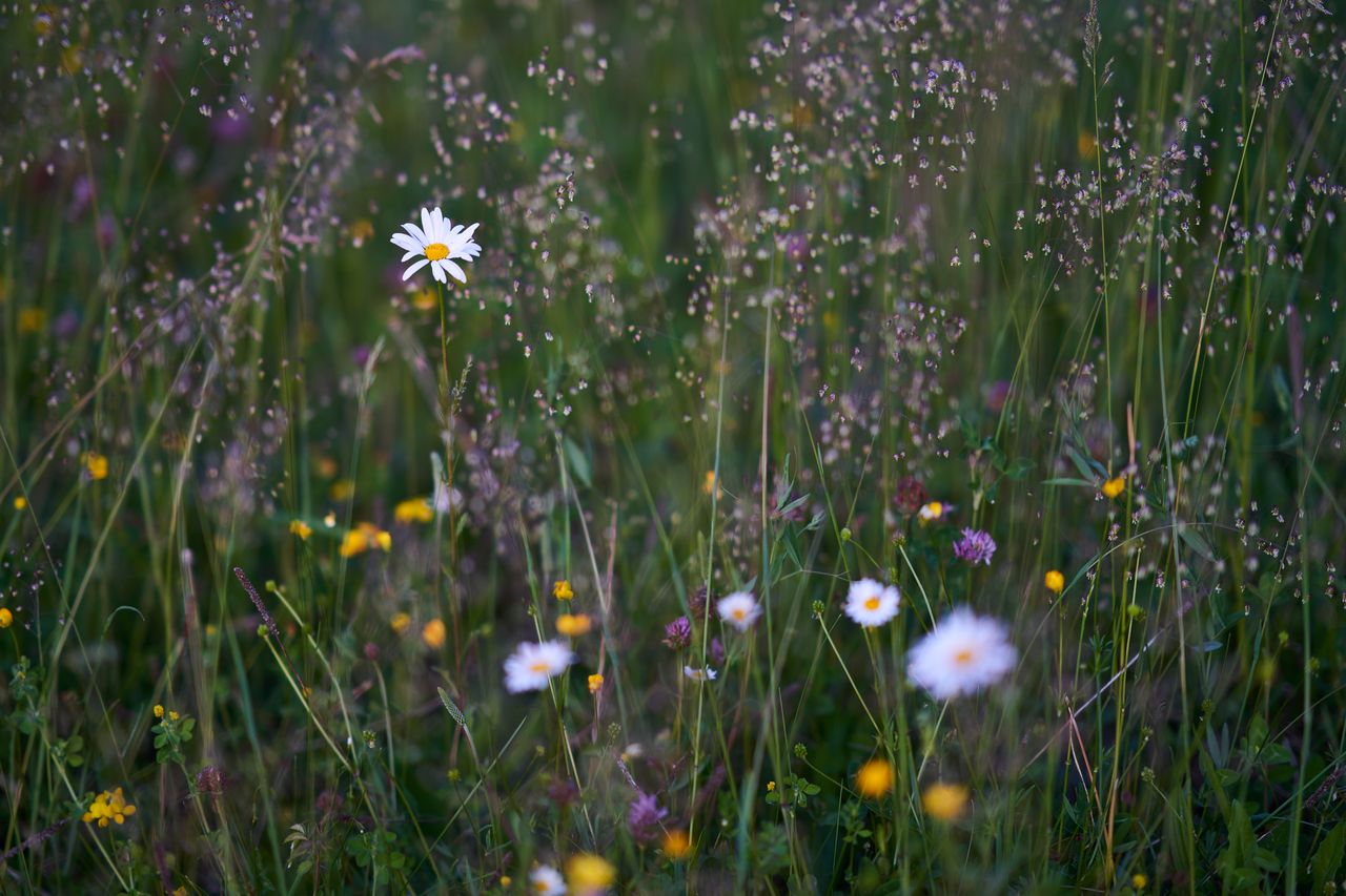 Fleurs des champs en soirée