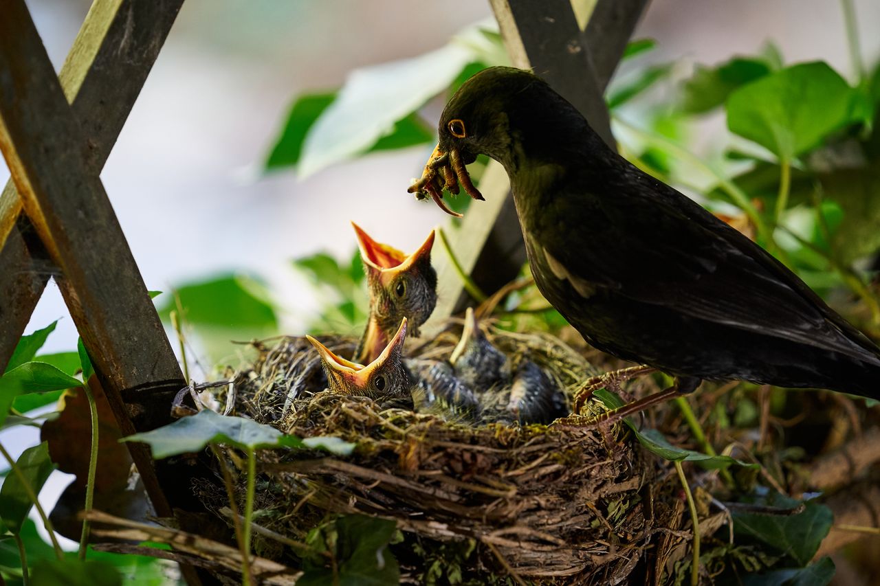 Faune Merle OiseauMerle-016