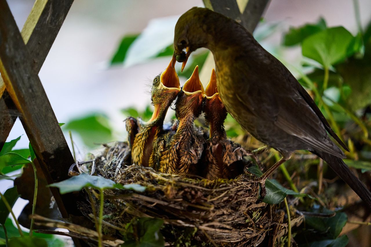 Faune Merle OiseauMerle-017