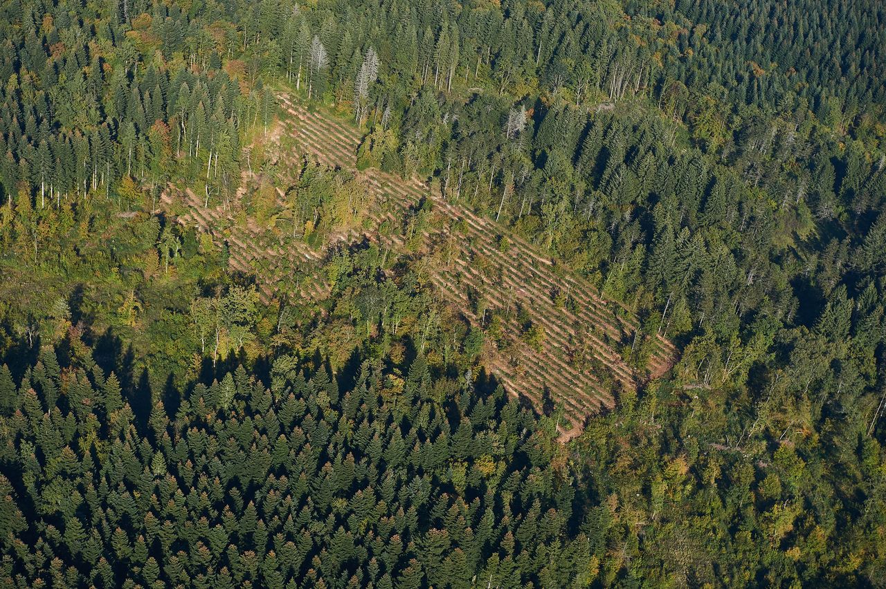 Paysage Divers Foret1