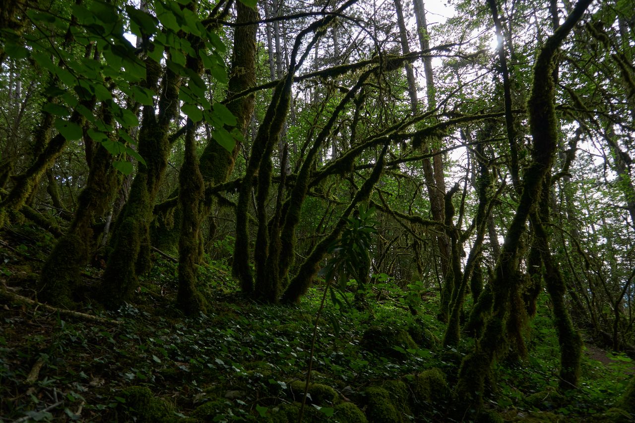 Mousse sur des arbres dans la forêt au dessus de Poligny