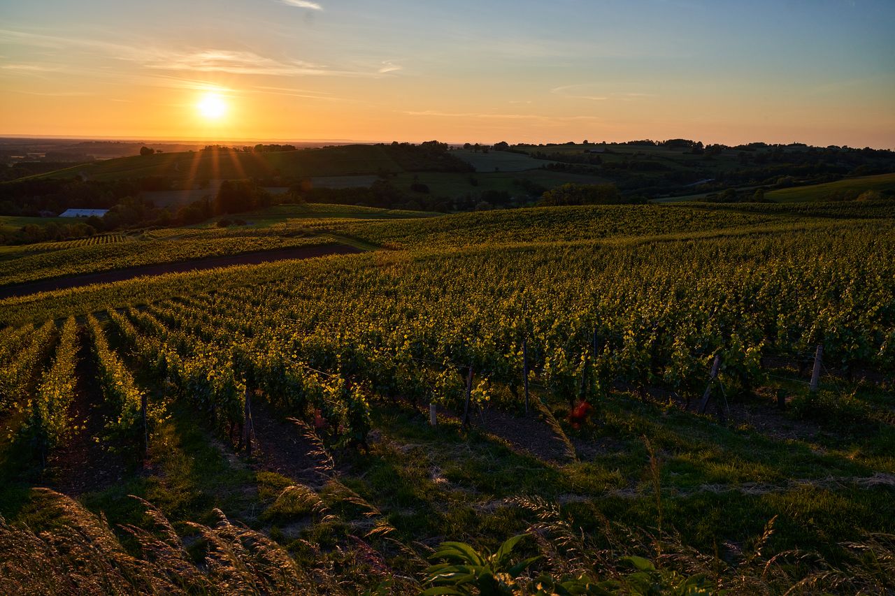 Paysage Vigne autour de Poligny -soleil couchant 02