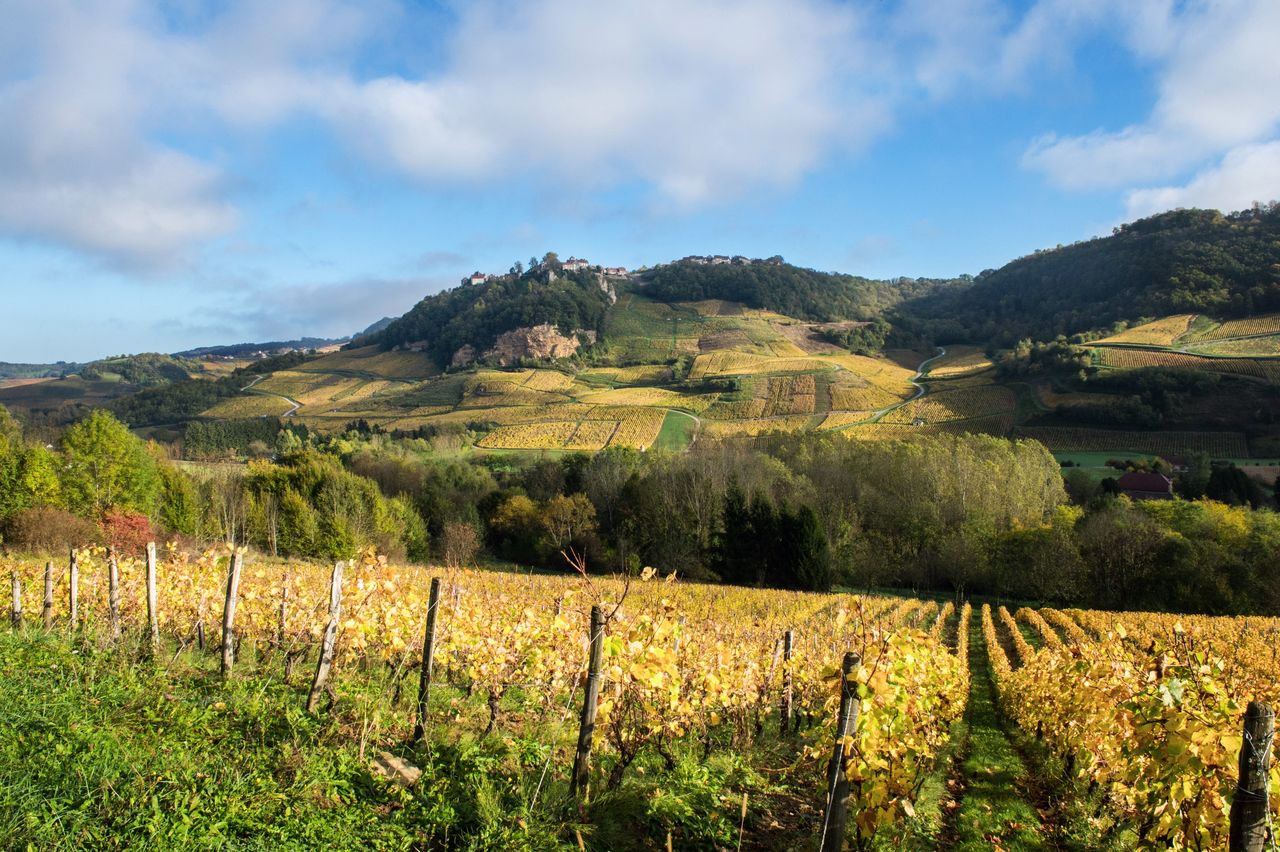 Paysage Vigne ChateauChalonOct