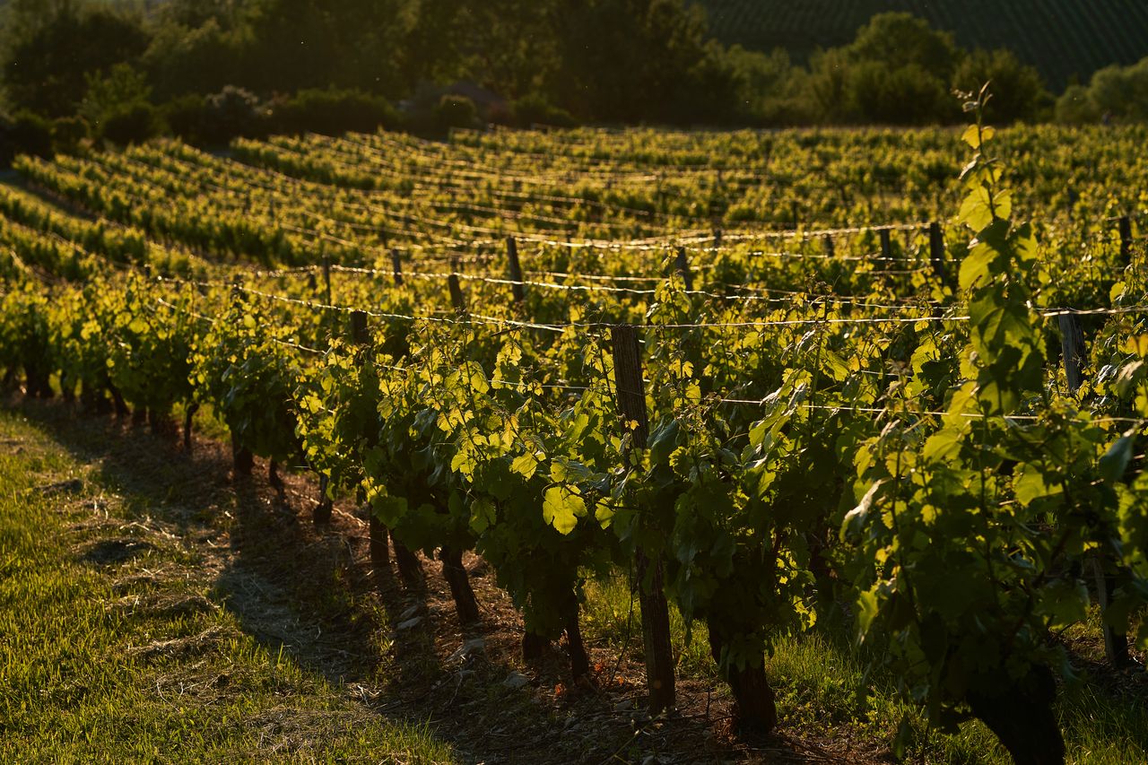 Paysage Vigne autour de Poligny -soirée 01