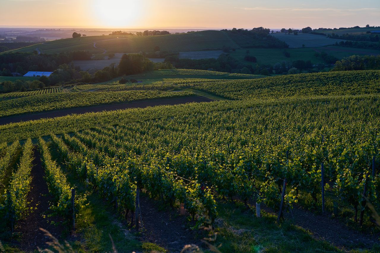 Paysage Vigne autour de Poligny -soirée 02