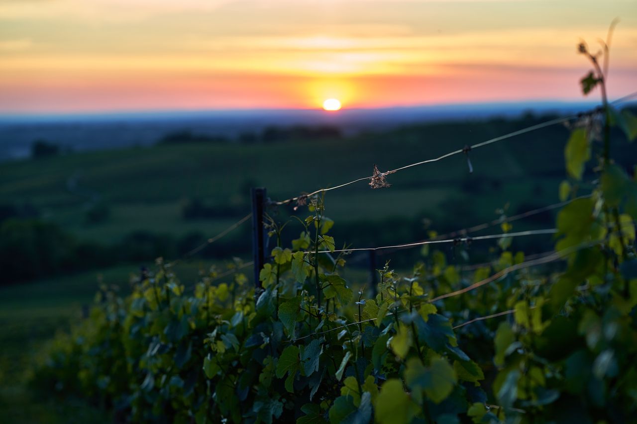 Paysage Vigne autour de Poligny -soleil couchant 01