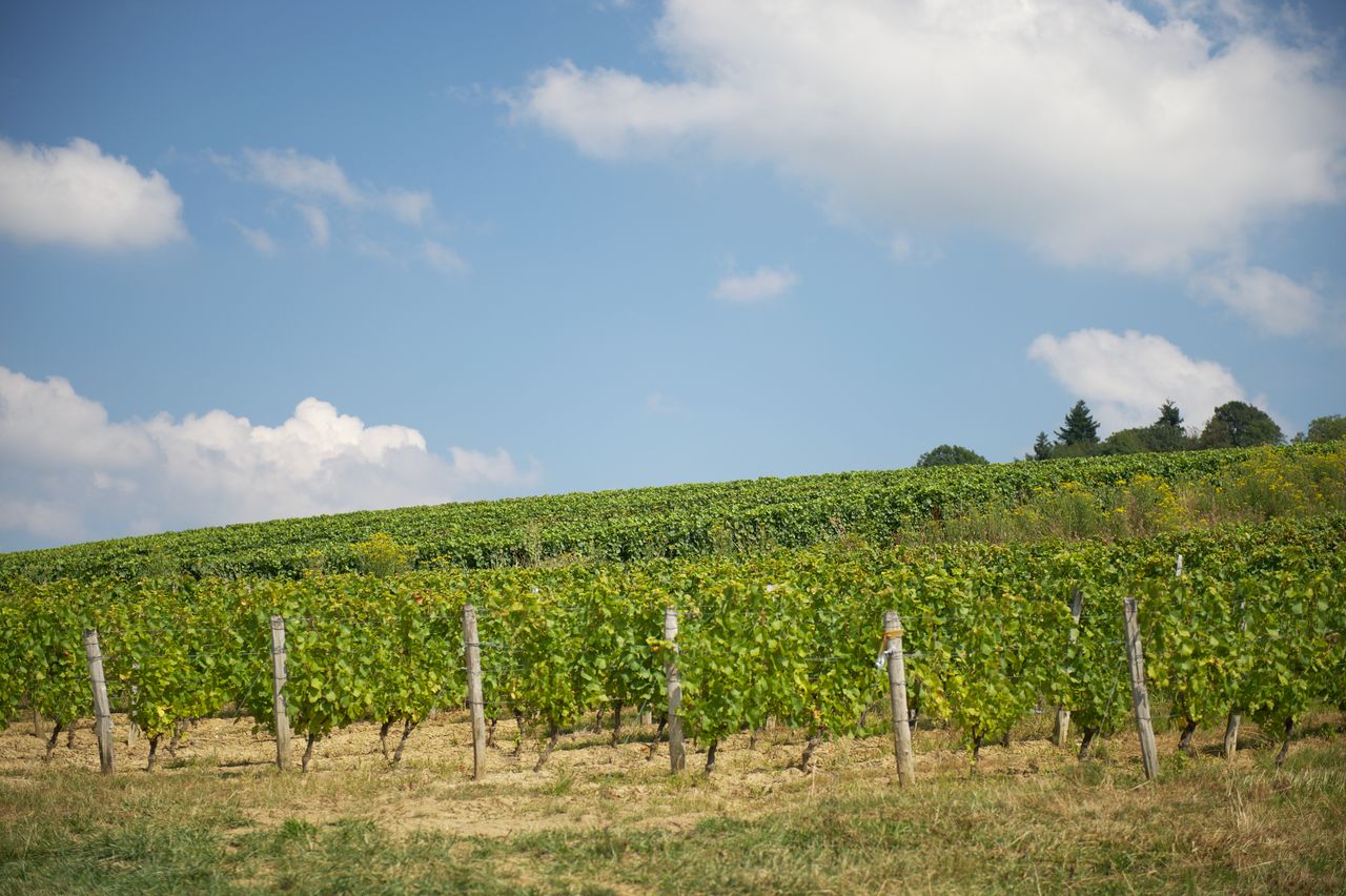 Paysage Vigne WLJ_6957