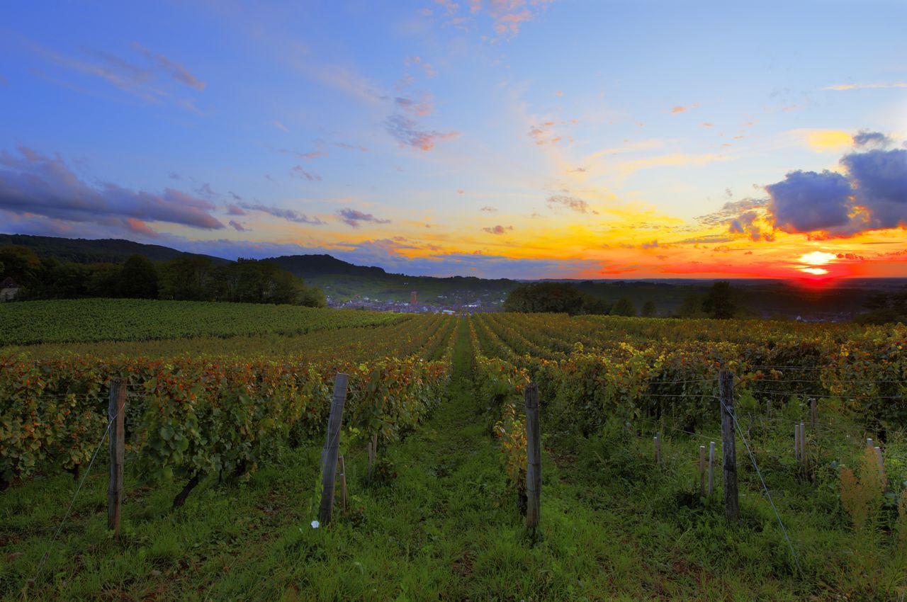 Paysage Vigne couchant_arbois
