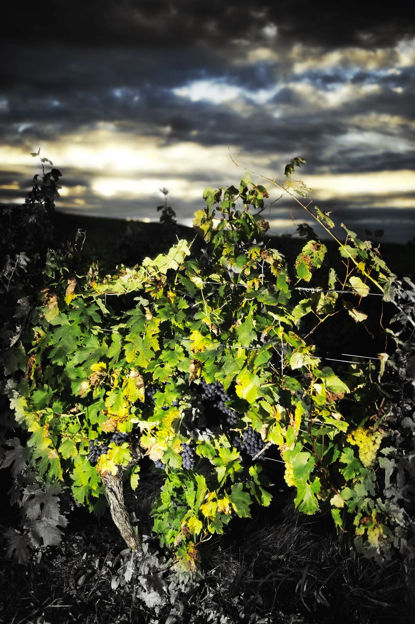 Paysage Vigne pied_nuit