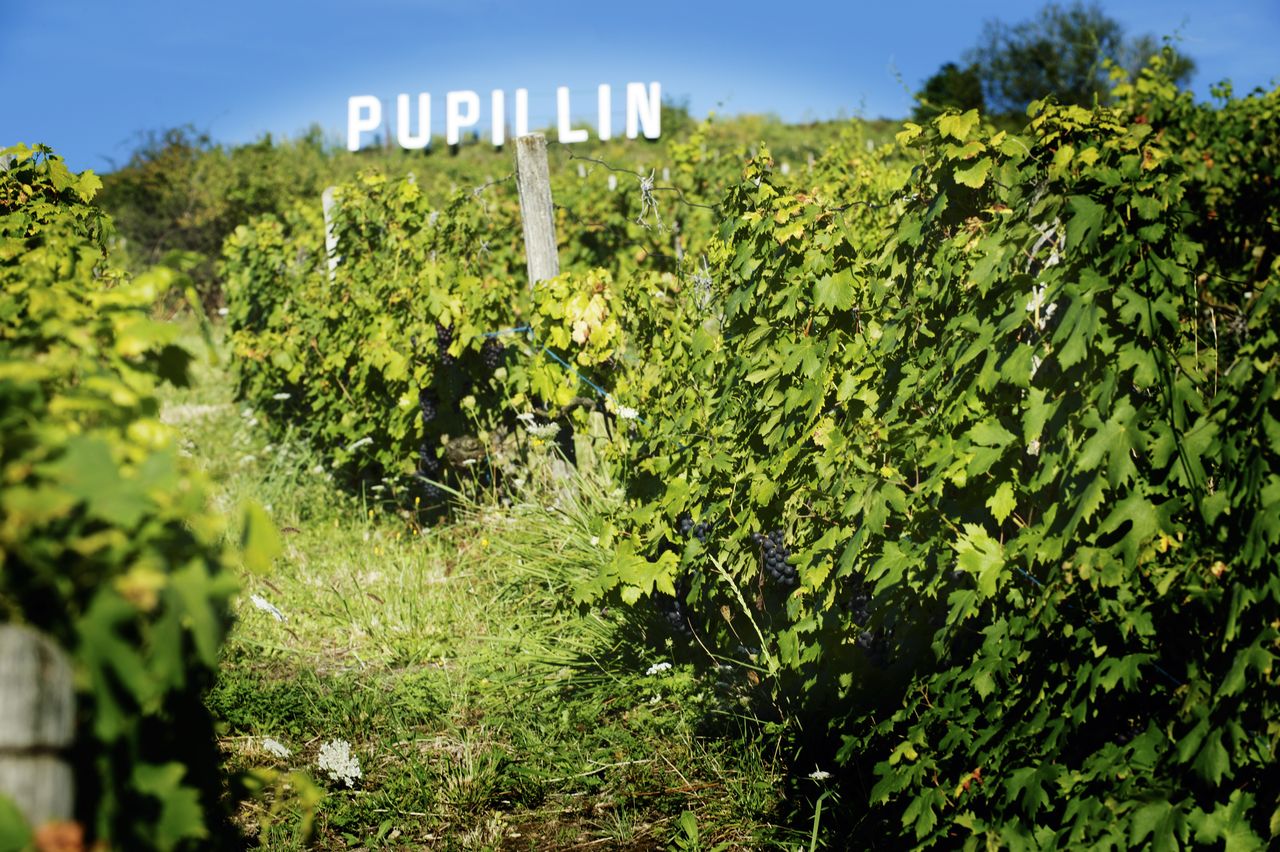 Paysage Vigne pupillin2011