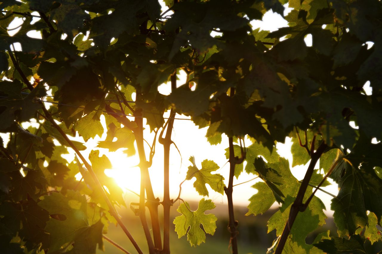 Paysage Vigne vigne_couchant