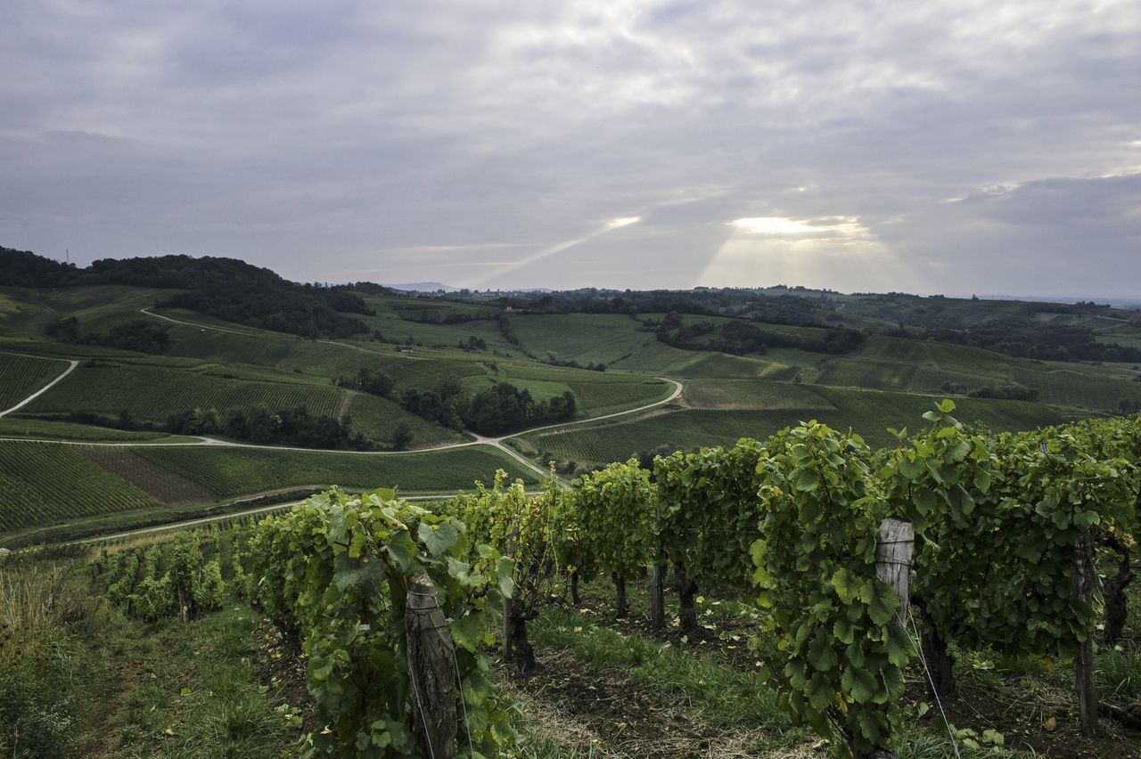 Paysage Vigne vue_pupillin