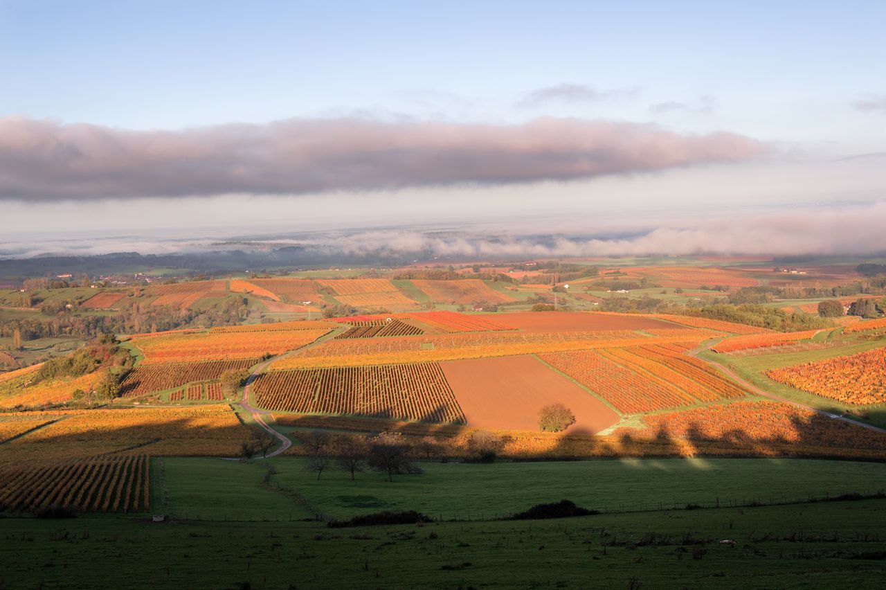 Paysage Vigne vue_pupillinOct