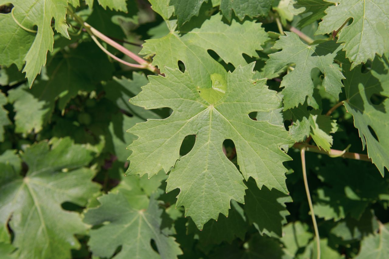 Vignoble Feuille Poulsard 4195