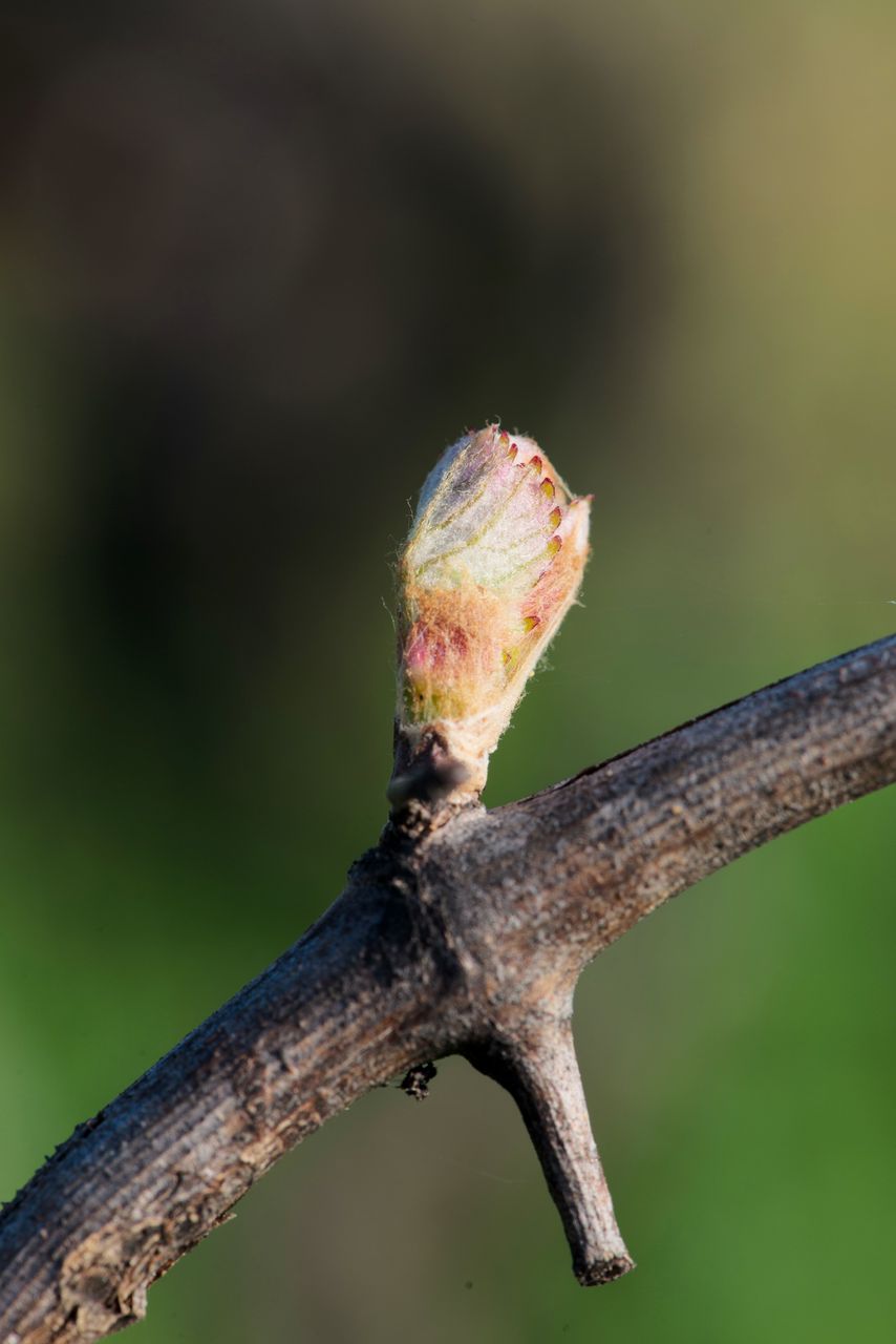 Vignoble Macro 3-Débourrement 0573
