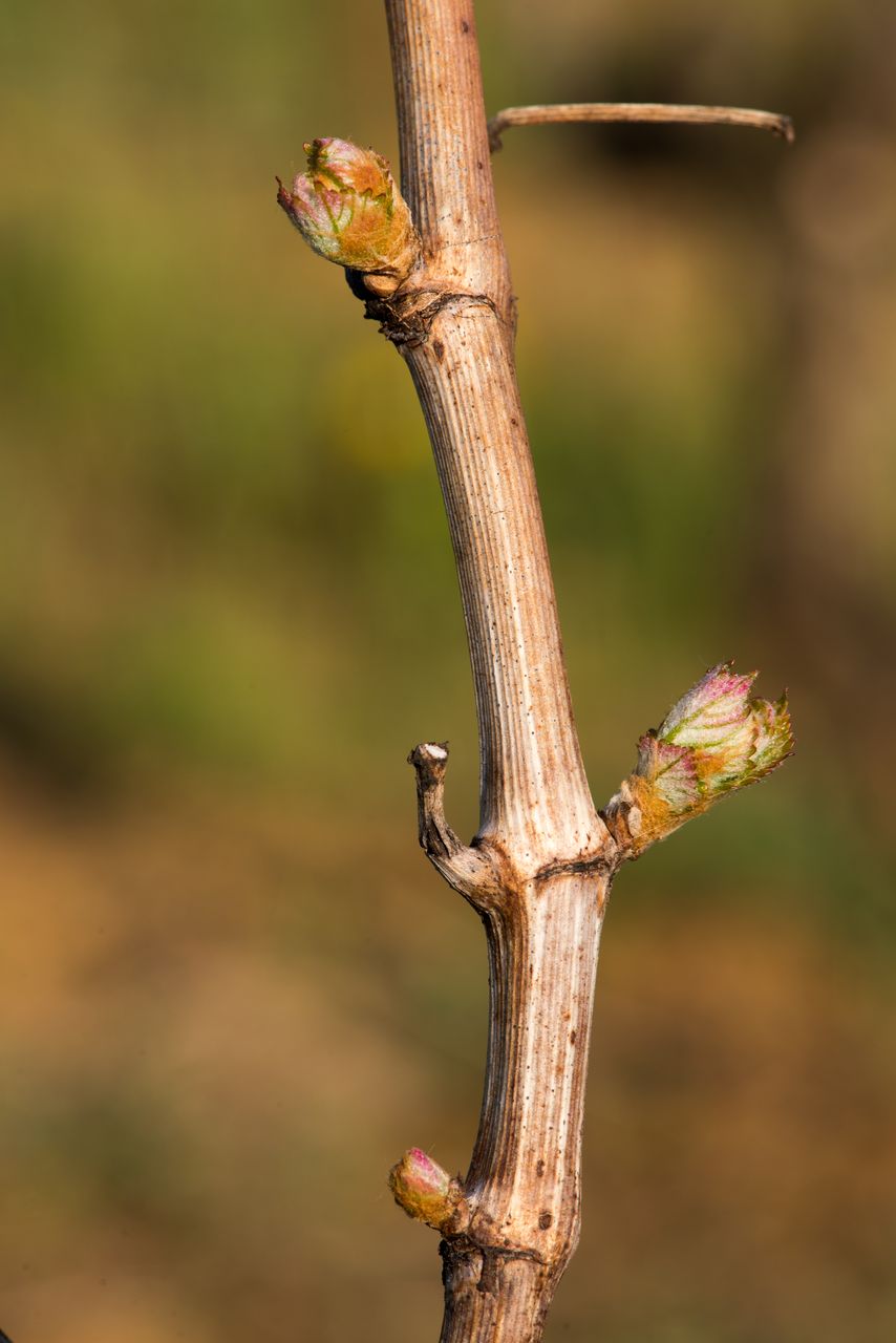 Vignoble Macro 3-Débourrement 0594