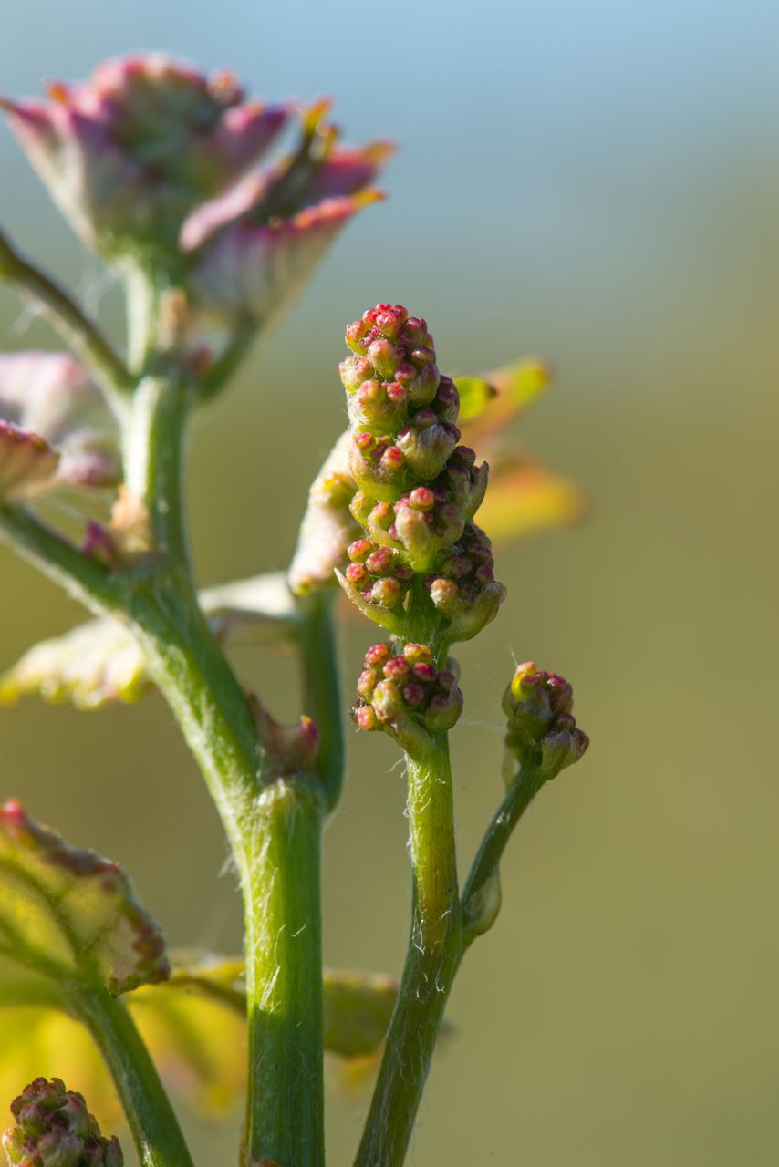 Vignoble Macro 6-Inflorescences 0809