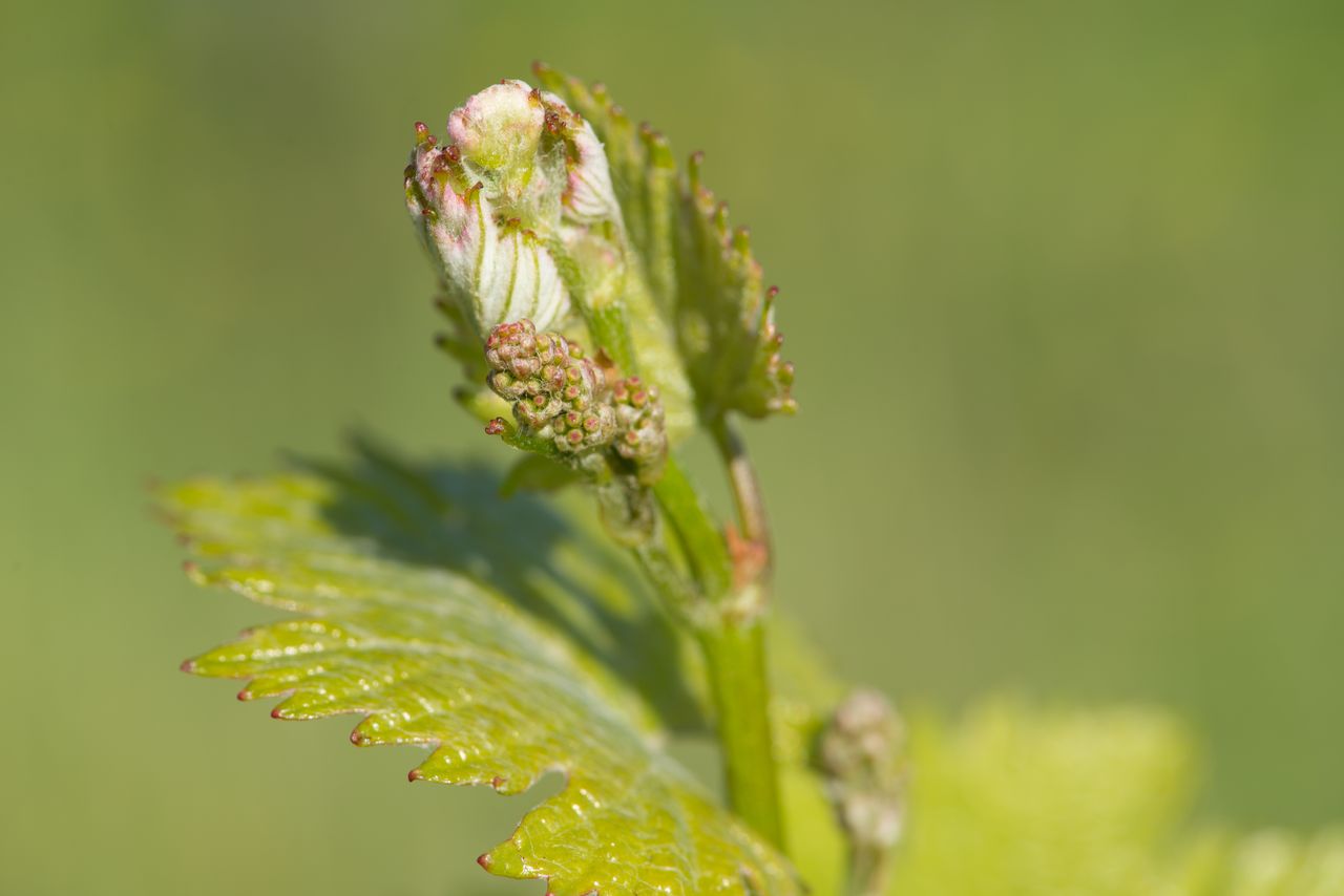 Vignoble Macro 6-Inflorescences 0816