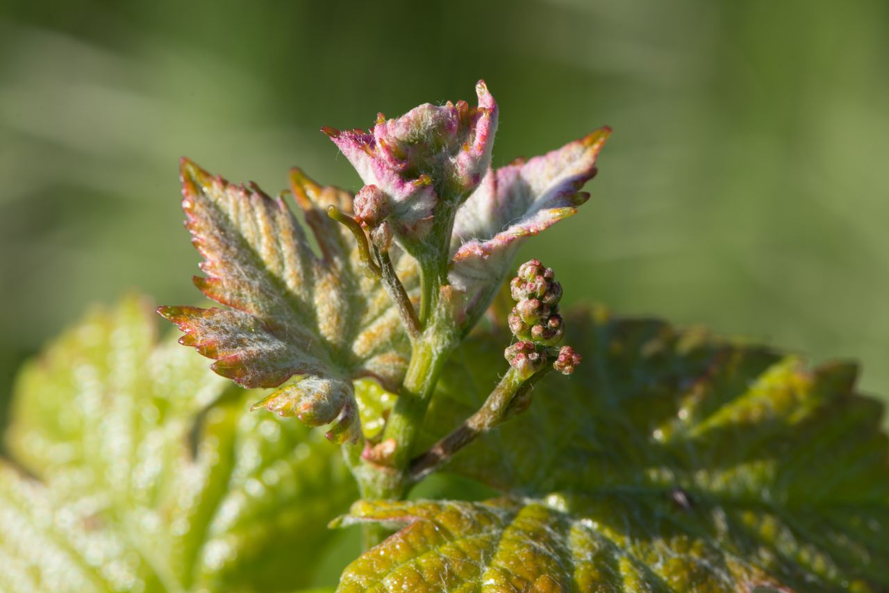 Vignoble Macro 6-Inflorescences 0820