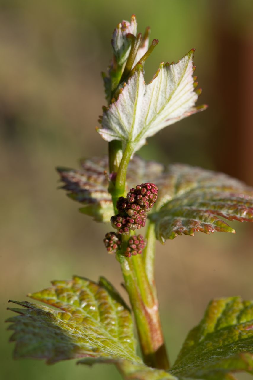 Vignoble Macro 6-Inflorescences 0851