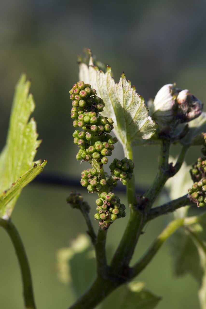 Vignoble Macro 6-Inflorescences 1041